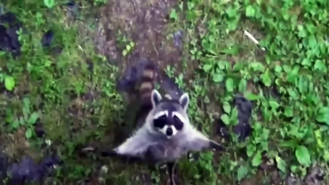 Cute Raccoon Asks For Help - Funny !