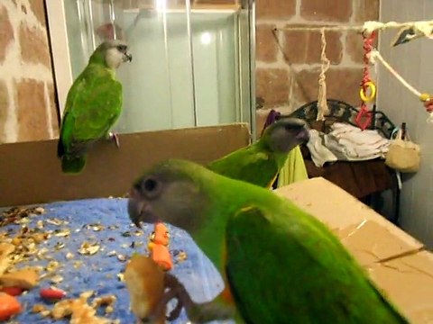 mes 6 youyou du sénégal