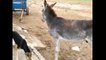Donkey Kicking A Dog - Just Watch The Final Kick