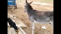 Donkey Kicking A Dog - Just Watch The Final Kick