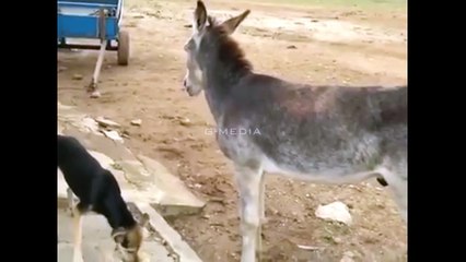 Download Video: Donkey Kicking A Dog - Just Watch The Final Kick