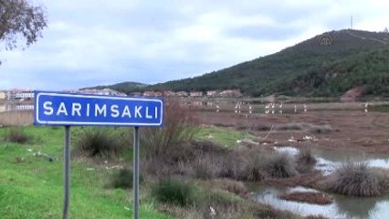 Flamingolar Ayvalık'ı Mesken Tuttu