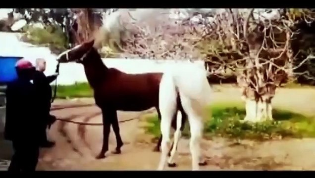 LOL New Animal Meting Hot Funny