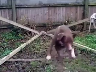 Dog Thinks He Is A Bird!