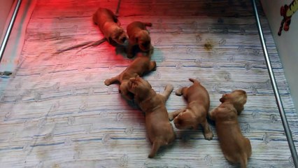 Cockers Premiers pas 2