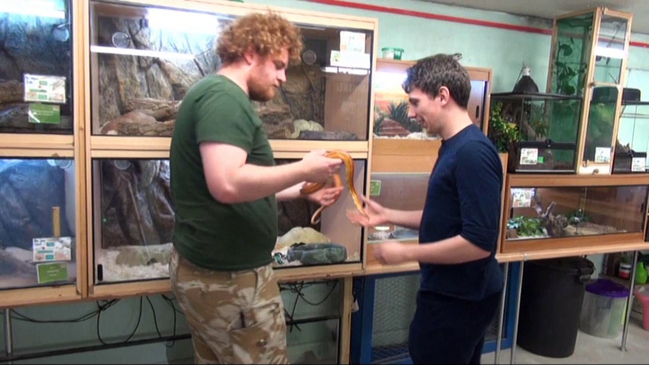 Corn Snake facts presented by me