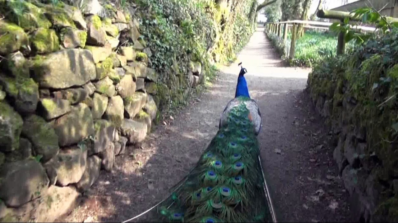 Dartmoor zoo - Examples of footage by me