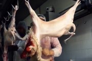 Igualdad Animal denuncia torturas a corderos