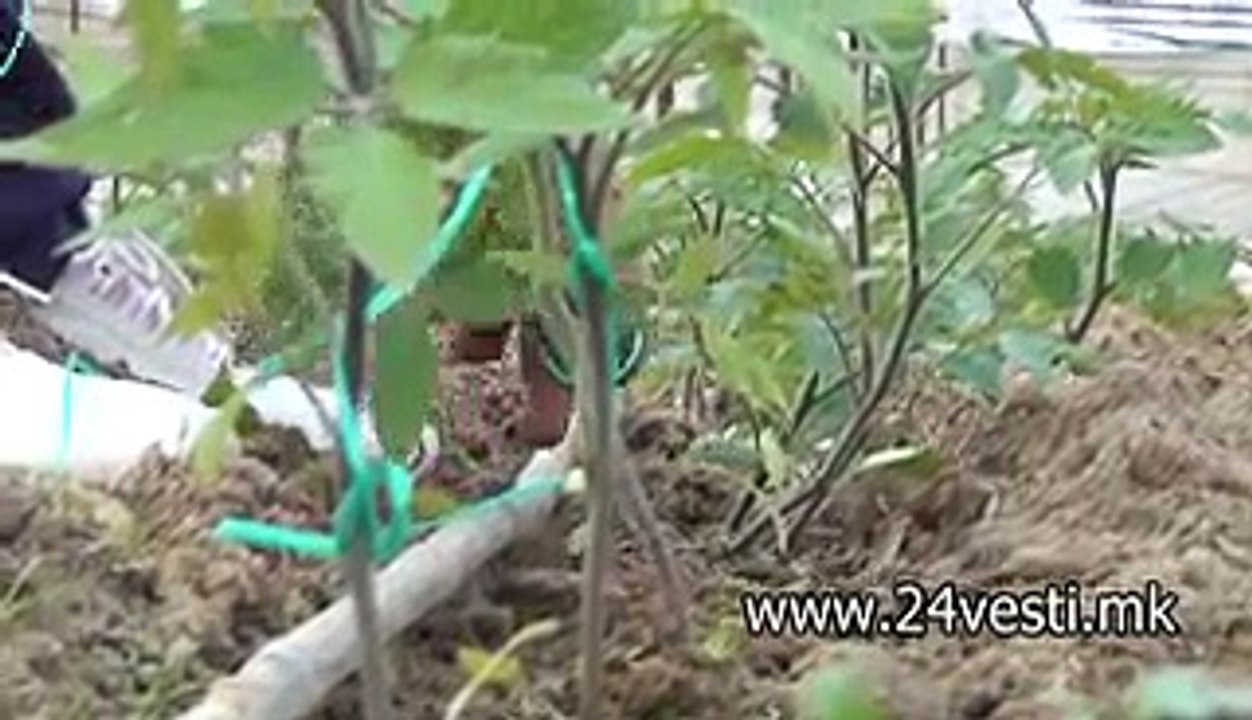 PLIN VO ORANZERII VO TRI SELA VO STRUMICA