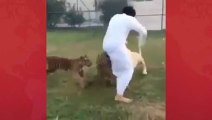 Lion attacks Man at Private Enclosure in  Arab