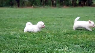 Bichon Frise Puppies For Sale