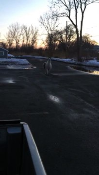 Drôle de rencontre sur un parking