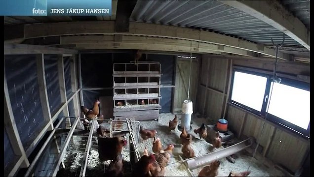 Des poules pensent que c'est la nuit pendant l'éclipse