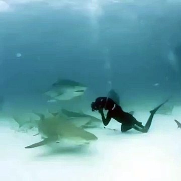 Le requin qui voulait croquer le photographe