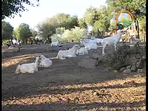 SAANEN KEÇİSİ İLE MELEZLEME