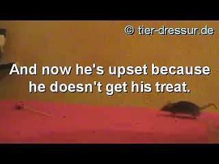 mouse clickertraining