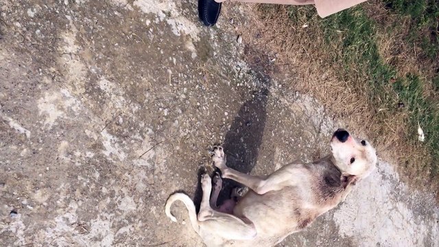 A paralysed dog can walk on 2 legs, Pakistan, Wahcantt, Bhoti Pind.