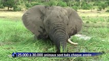 Rencontre internationale sur le sort des éléphants africains