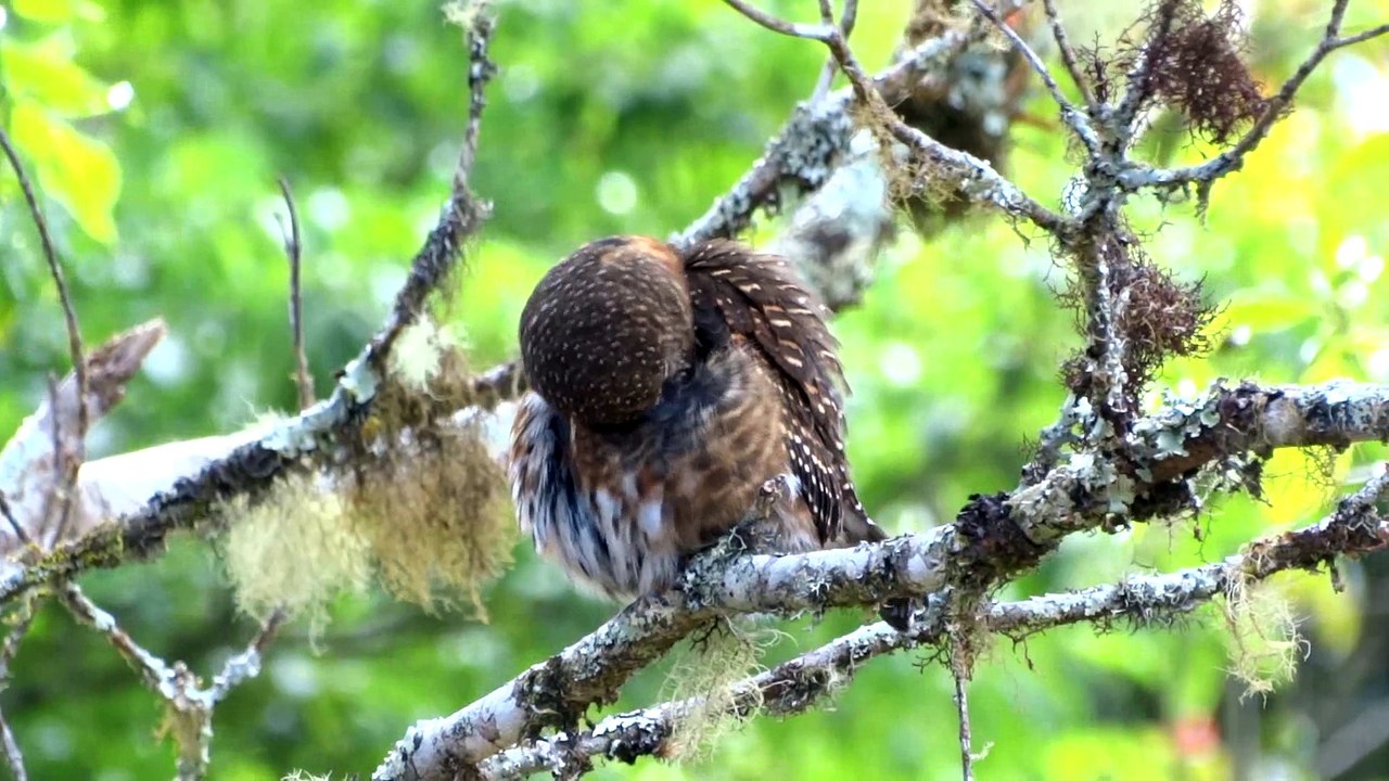 Glaucidium costaricanum
