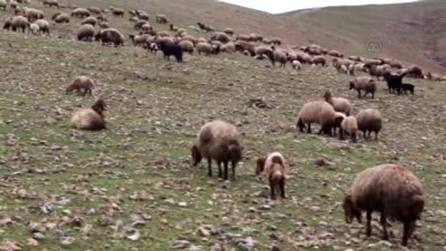 Çobanlardan Silah Bırakma Çağrısına Destek