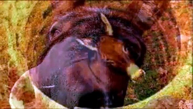 El Burro que cayó al Pozo - Reflexiones para Vivir Mejor