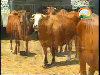 SÜT ÜRETİMİNDE VERİMLİLİK VE KALİTENİN YÜKSELTİLMESİ