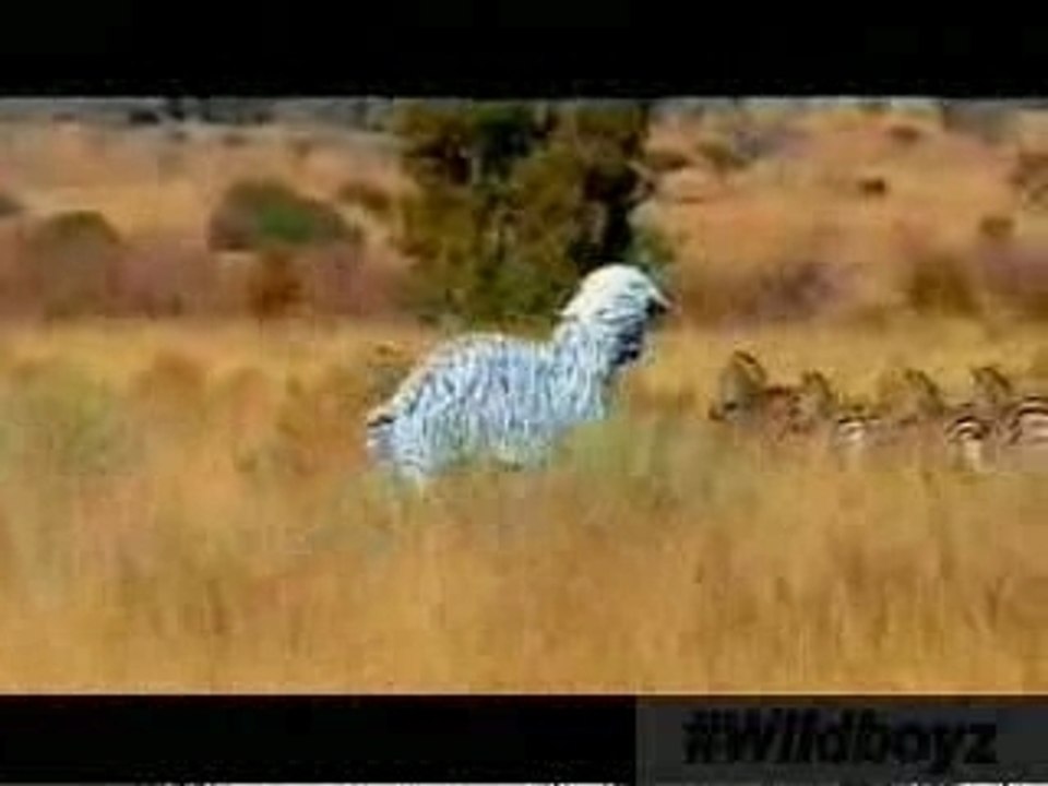 savoir intégrer un troupeau