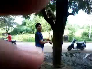 Funny Boy Slap To Monkey