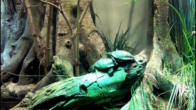 zoo de vincennes