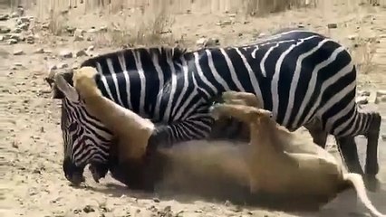 Bu Sefer Zebra Aslanı Isırdı
