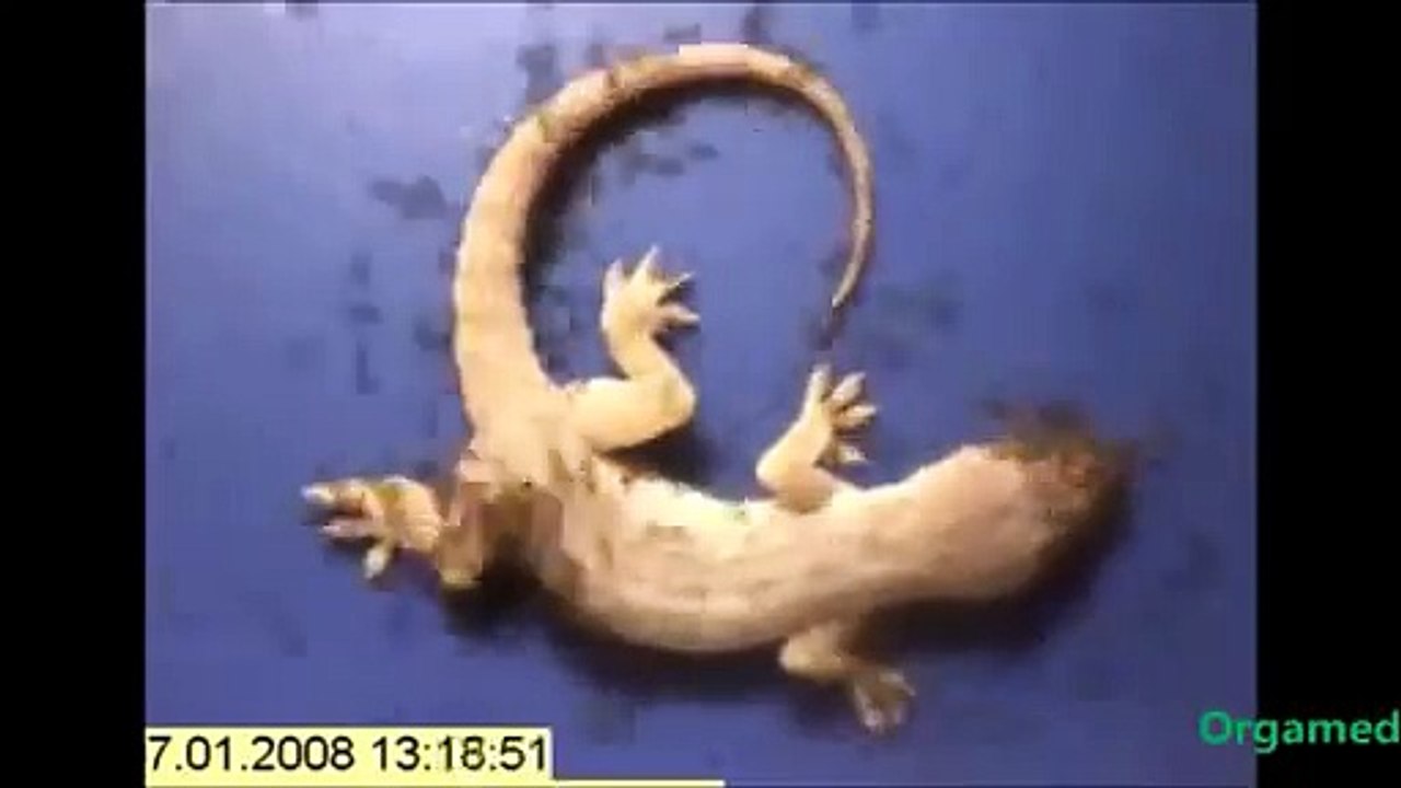 Karınca Ordusunun Kertenkele Yemesi