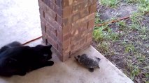 Cat Chasing Turtle Chasing Cat