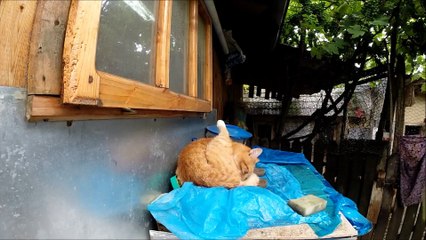 Horodistea | Botosani, Romania