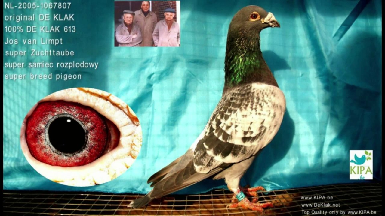 NL-2005-1067807 DE KLAK, www.Aukcja.kipa.be