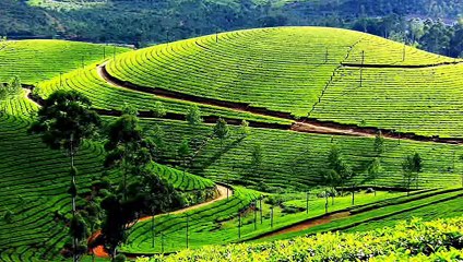 Darjeeling Tea Gardens -  West Bengal, India.