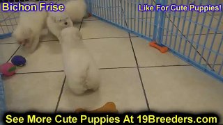 Bichon Frise, Puppies, For, Sale, In, Charleston, South Carolina, SC, Cayce, Beaufort, Bluffton, Lad