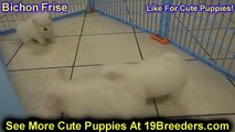 Bichon Frise, Puppies For Sale, In, Hampton, Virginia, West, VA, Norfolk, Chesapeake, 19Breeders