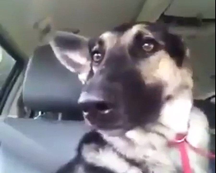 Ce que fait ce Chien est Vraiment DRÔLE