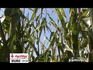AgriMax - hibrid kukuruza Muro_392_12.03.2015.