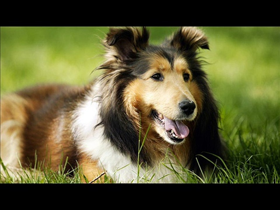 Read This Article About Dogs