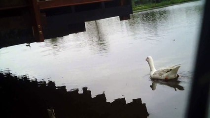 Mtb, 42 km, Grande pedal nas trilhas do Maracaibo, Serrinha, Taubaté, Tremembé, Várzea, na lama e estradas rurais, Marcelo Ambrogi e amigos bikers, Taubaté, SP, Brasil, (63) a