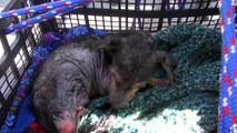 A brave little dog gets rescued from the river   His recovery will inspire you   Please share