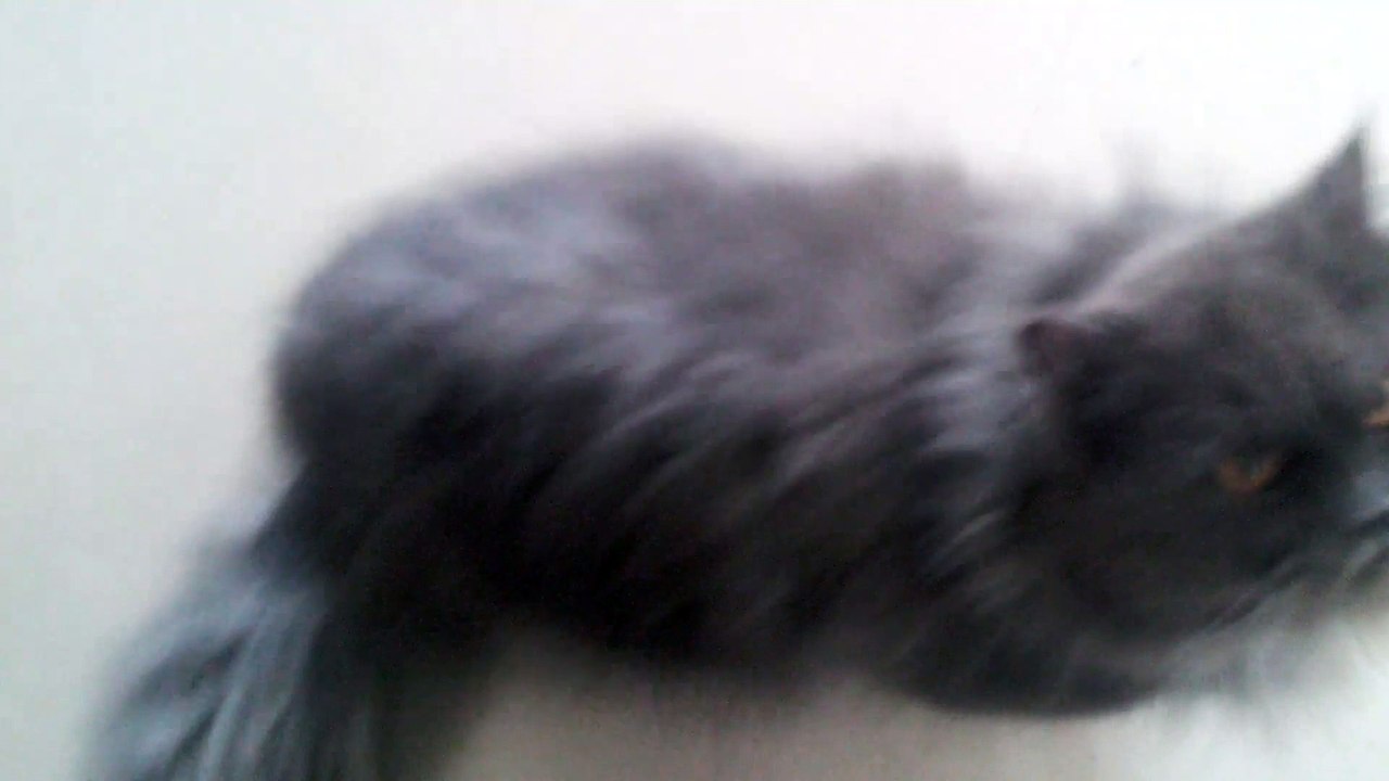 Black Persian Cat