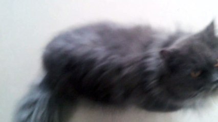 Black Persian Cat