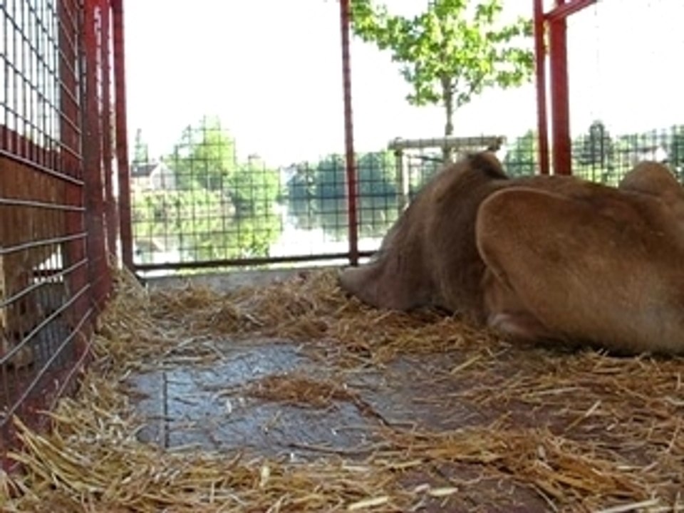 LIONNE