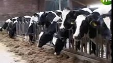 Koe knuffelen