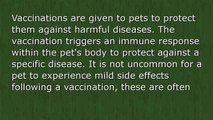 Ask The Vet - Side Effects of Vaccines