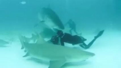 Quand un requin essaie de mordre un photographe
