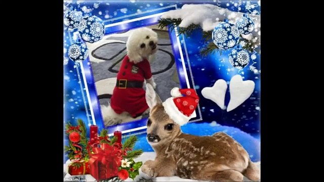 Bichons Rock (Facebook Group) - Bichon Frise Christmas & Holiday Photos
