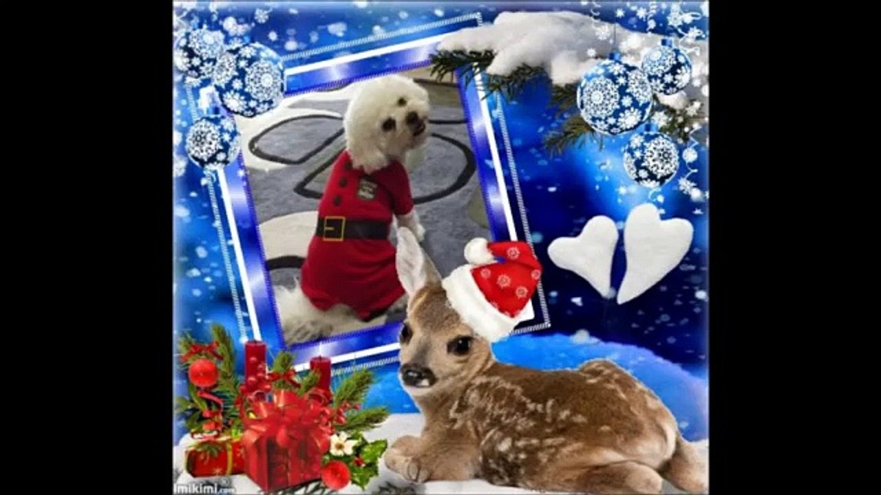 Bichons Rock (Facebook Group)  - Bichon Frise Christmas & Holiday Photos